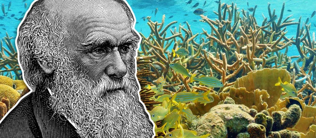 Hallazgo histórico: descubren un pulpo desconocido en las profundidades de Galápagos