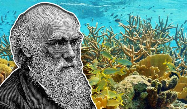 Hallazgo histórico: descubren un pulpo desconocido en las profundidades de Galápagos