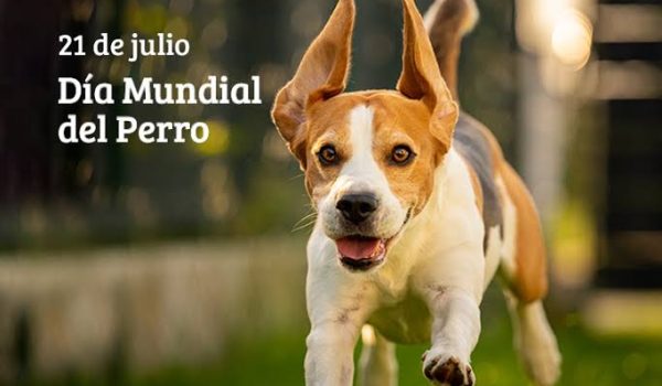 Hoy celebramos a quienes nos aman sin pedir nada a cambio: ¡Feliz Día Mundial del Perro!