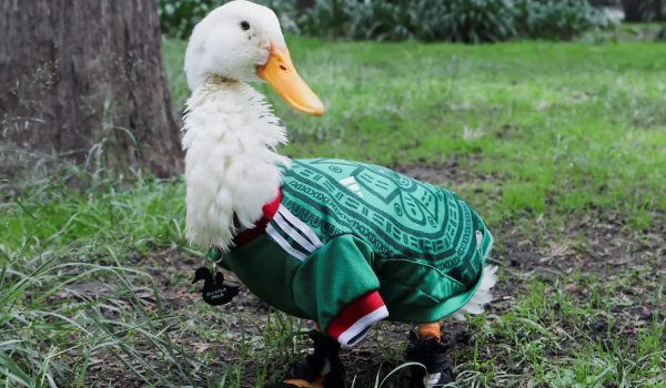 Pato Merlín llega a Boing y comparte campaña con Jorge Campos.